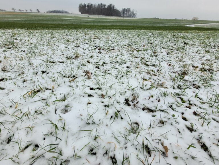 schnee_grasland_kek