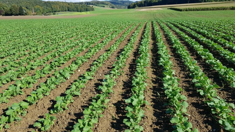 Schöner Raps im 4-Blatt 2020