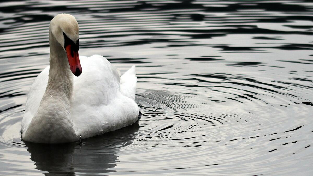 Vogelgrippe am Bodensee