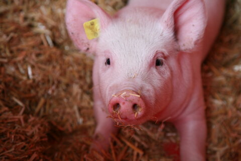Schwein_Agroscope