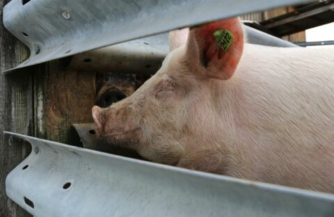 Schwein_LID