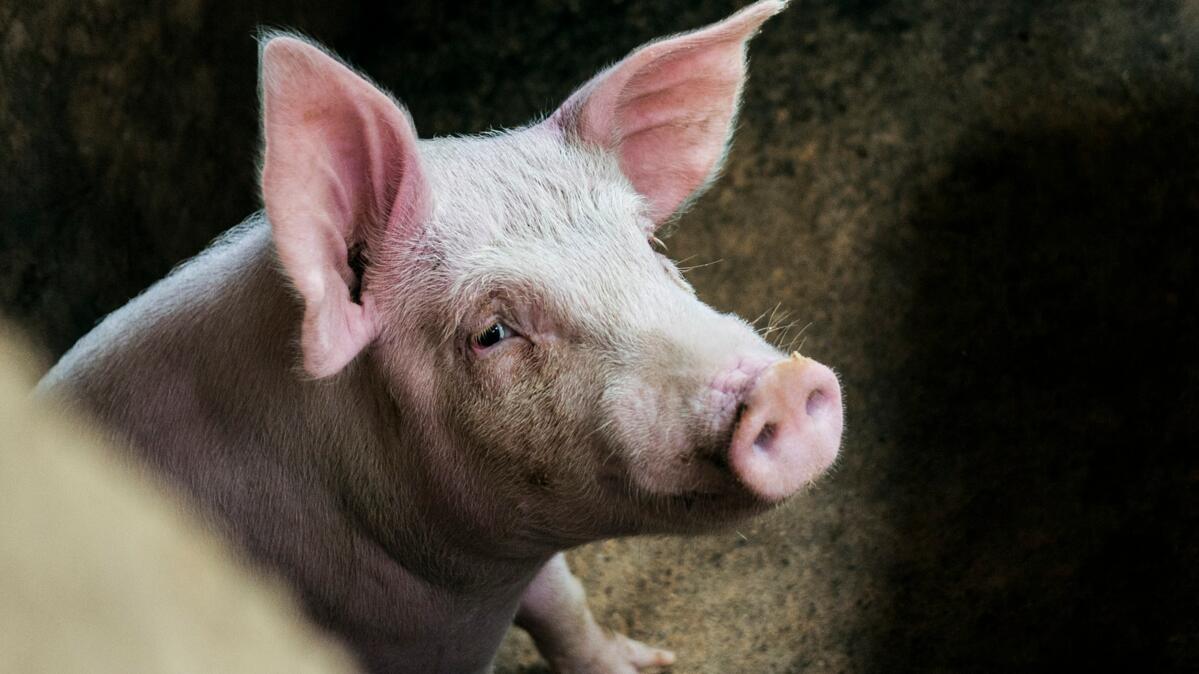 Grosser «Schweinestau» in Deutschland