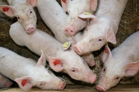 Schweine_Dominic_Meyerhans_LW_CH