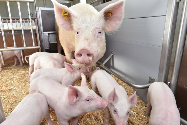 schweine_st_ufa_4225