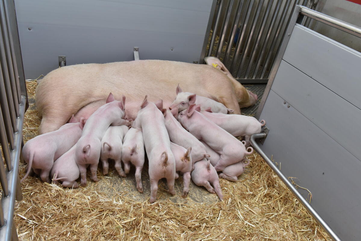 Digitalisierung der Herdebuchzucht bei den Schweinen