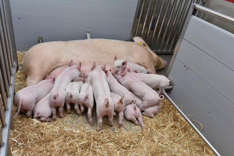 schweine_st_ufa_4307