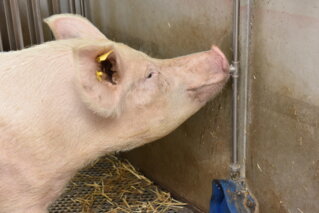 schweine_st_ufa_4341