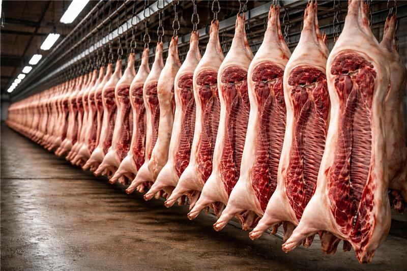 Mit Abgabe und Abbau von Zuchtsauenplätzen den Schweinemarkt entlasten