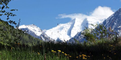 Schweizer Berge_Verbuschung_D
