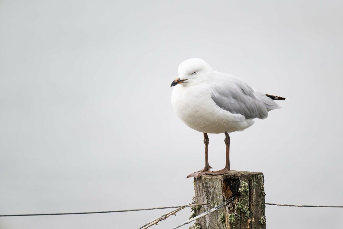 Im Kanton Thurgau wurde am 9. Dezember das Vogelgrippevirus bei einer Möwe nachgewiesen.