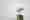seagull-7911239_1920