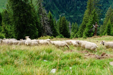 sheep-2826794_1920