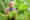 alt_text