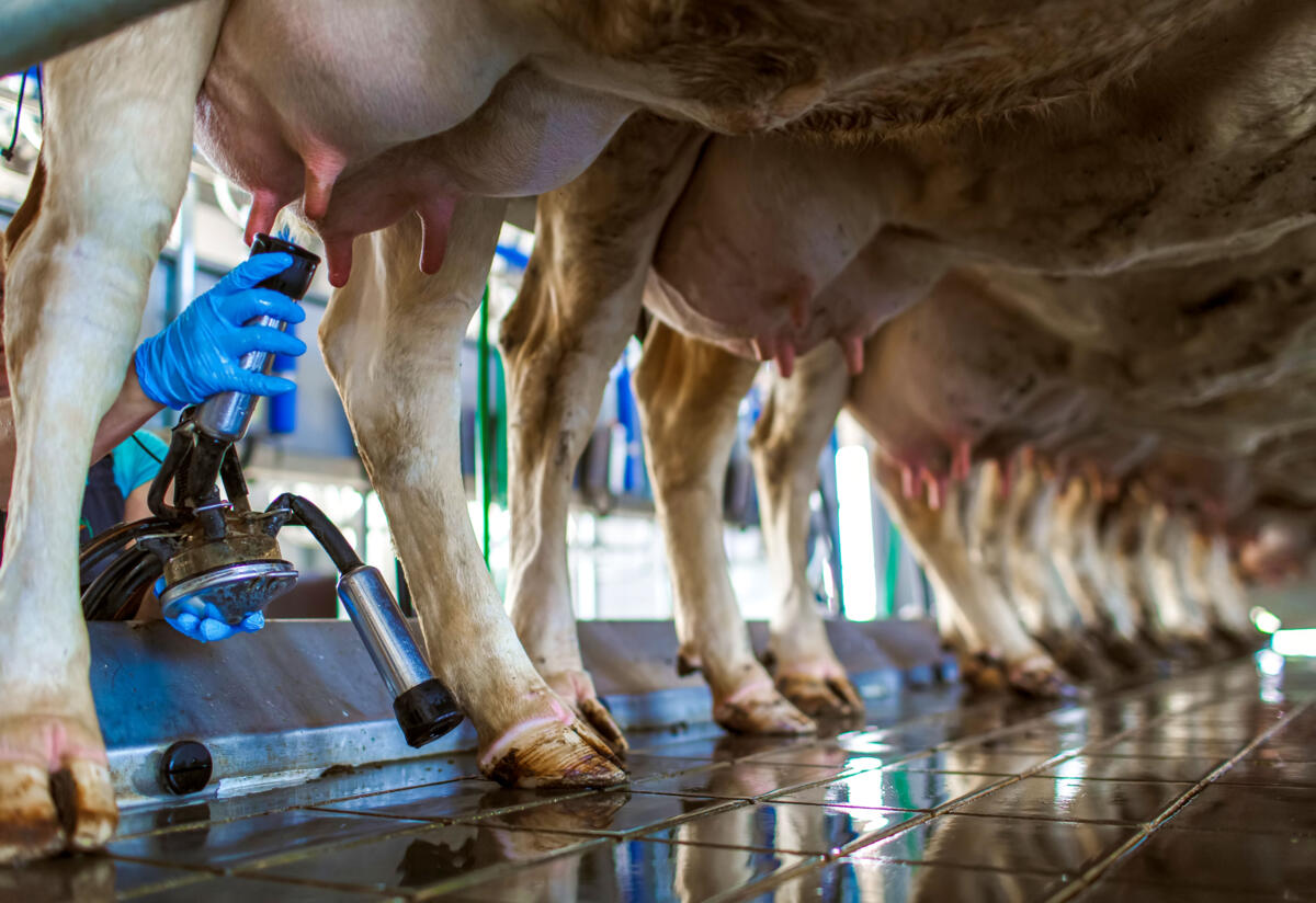 Investir dans des équipements de traite modernes permet de gagner du temps et d’augmenter la productivité laitière. Cela améliore le revenu et peut augm...