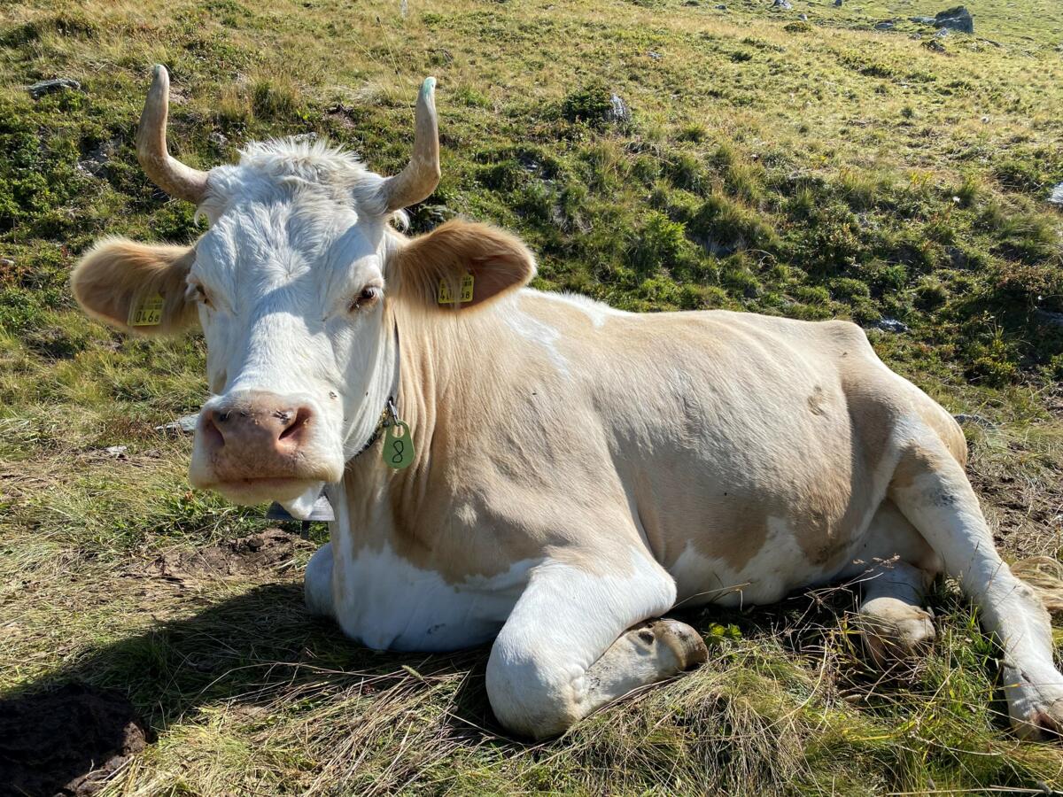 Plus de lait des prés signifie plus de bien-être animal