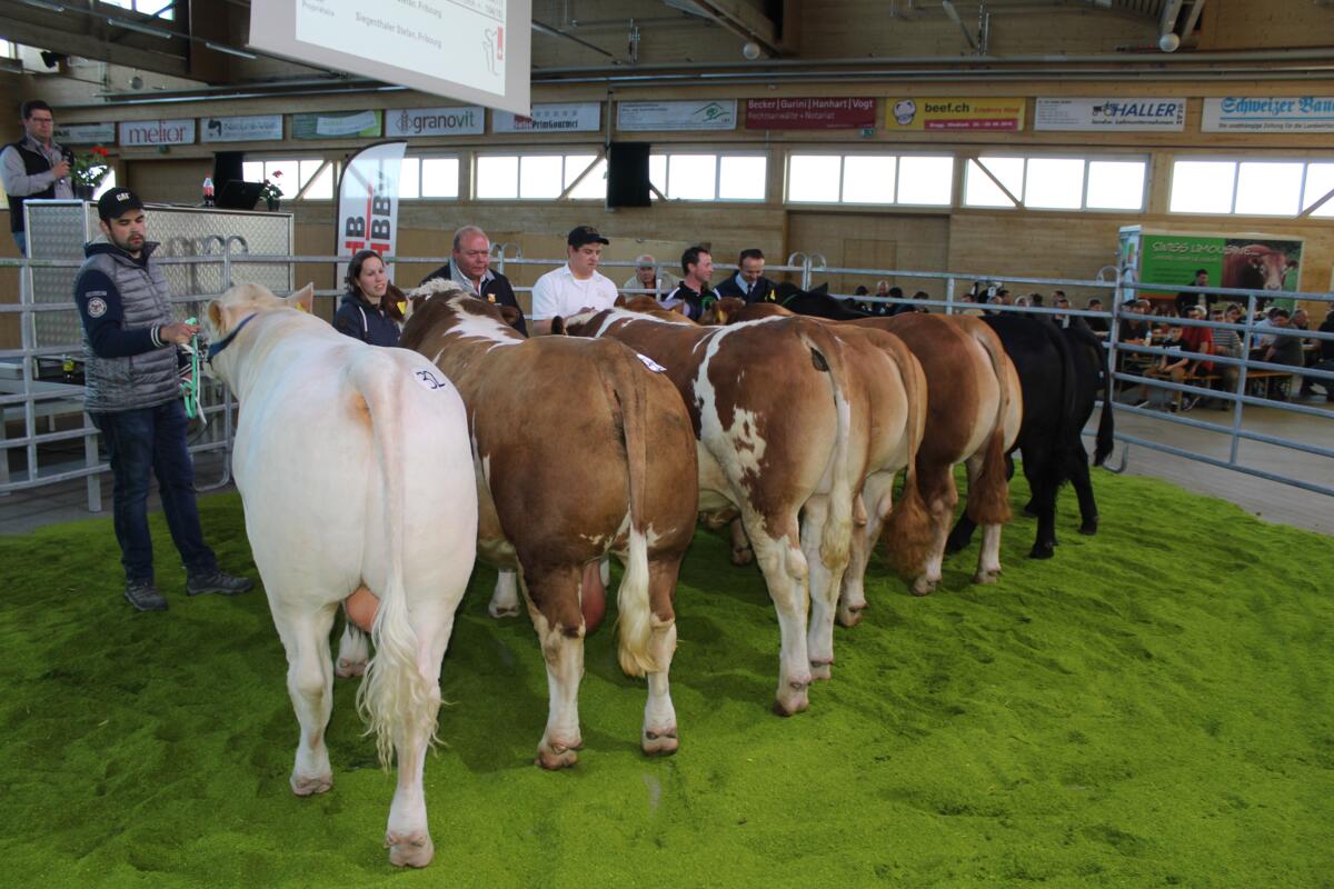 Der Stierenmarkt bietet dem Käufer eine breite Palette der Schweizer Fleischrinderzucht.
