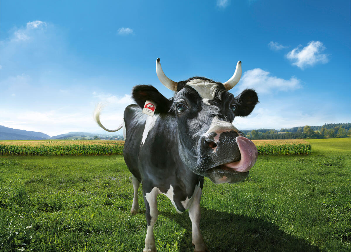 100 % du lait suisse conforme au Tapis vert