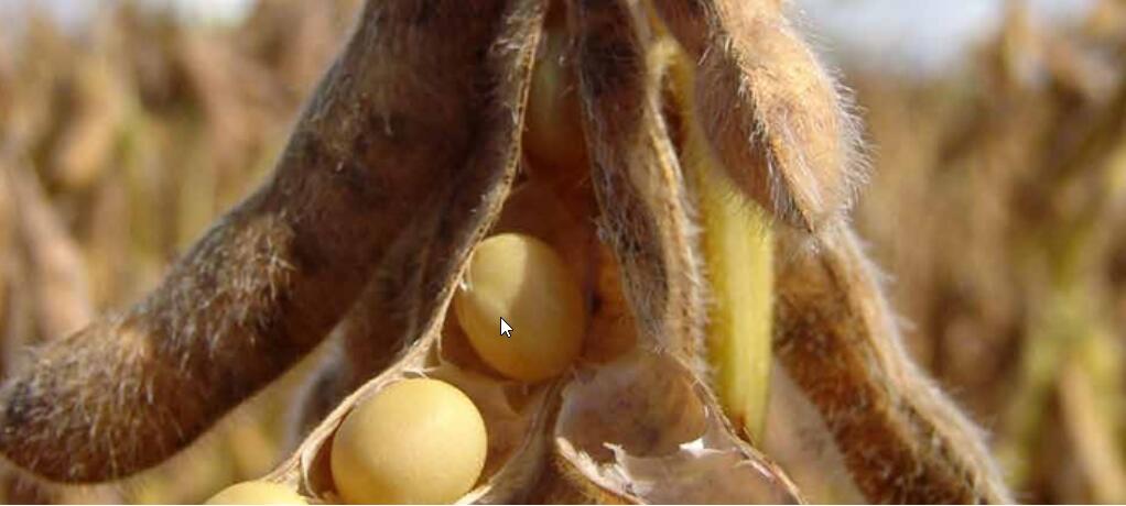 Genug GVO-freies Tierfutter für die Schweiz