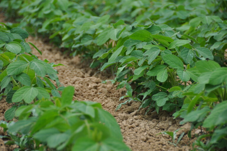 Soja_März 2022_JP Burri_D