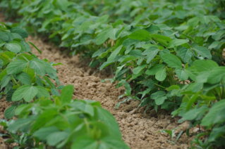 Soja_März 2022_JP Burri_F