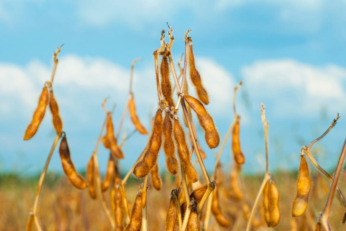 Die Nachfrage nach Schweizer Futtersoja besteht, wird aber aufgrund des tiefen Produzentenpreises nicht gedeckt.