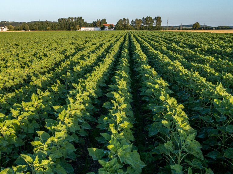sonnenblumen_blätter_agrarfoto_fr