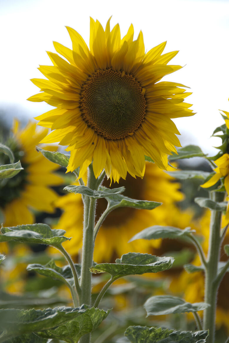Sonnenblumenkerne haben einen Ölgehalt von 44 bis 50 Prozent. Ein hoher Anteil davon sind ungesättigte Fettsäuren. 