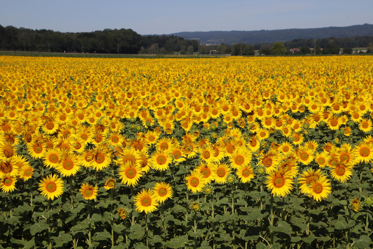 Bis zu 70 000 blühende Sonnenblumen pro Hektare sorgen für schöne Farbtupfer (hier in der Landschaft von Rudolfingen, SH).