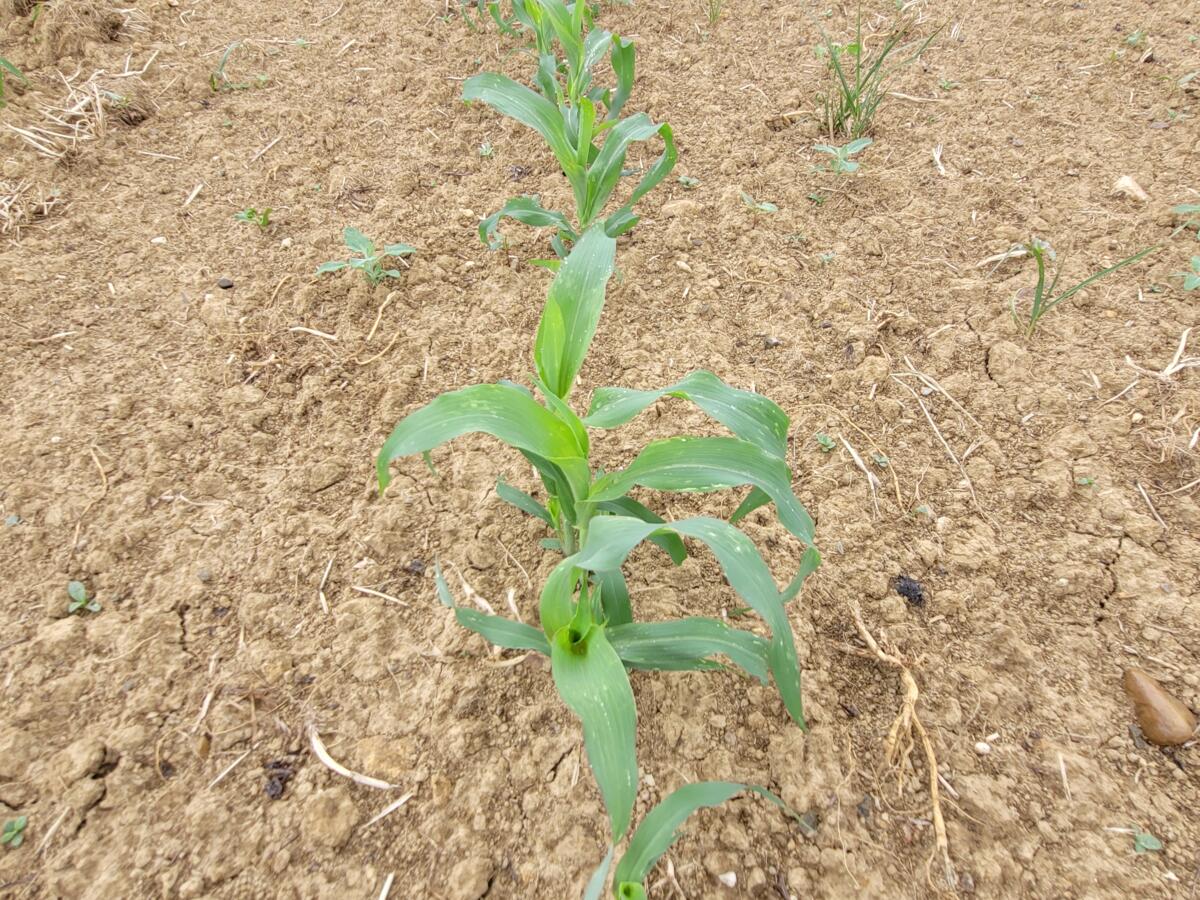 Sorghum besitzt durch seine enorme Wurzelmasse ein hohes Wasseraneignungsvermögen als Mais.