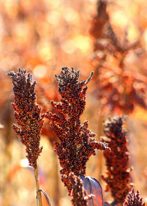 Sorghum_Pixabay_D