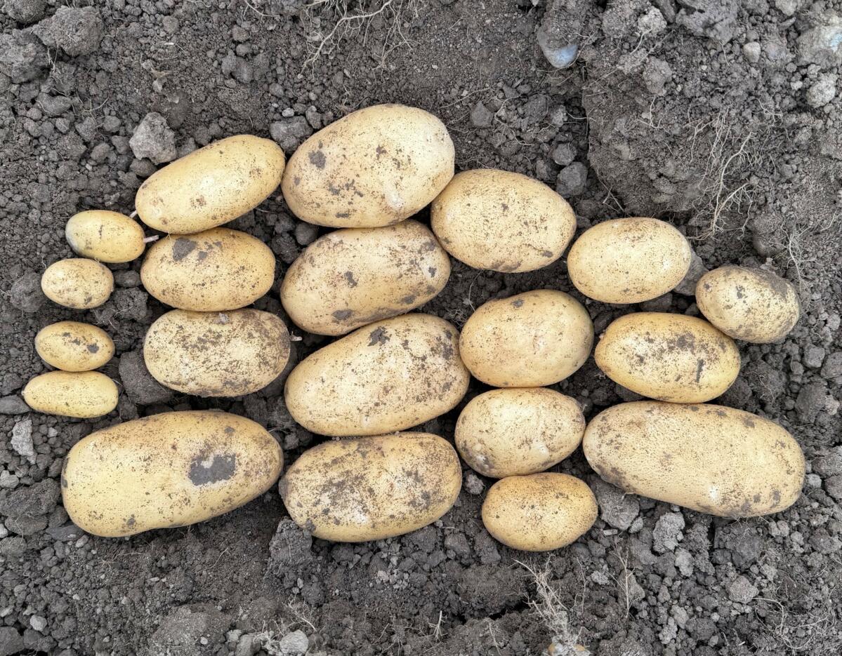 Des essais de culture à grande échelle se poursuivent avec des variétés robustes à chair farineuse à la cuisson, comme Sound.