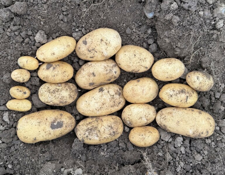 Sortenübersicht_inoverde_f