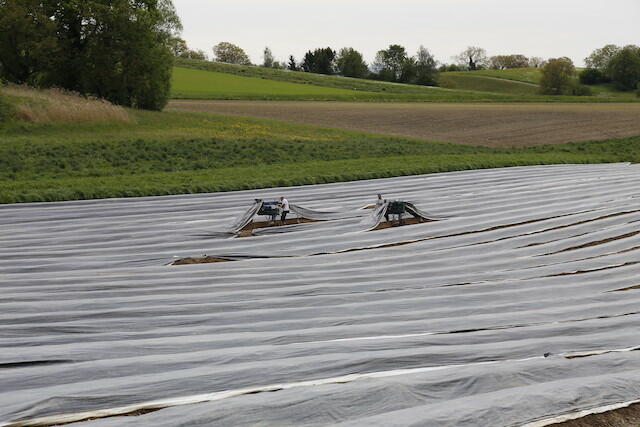 Trotz Pandemie genügend Erntehelfer
