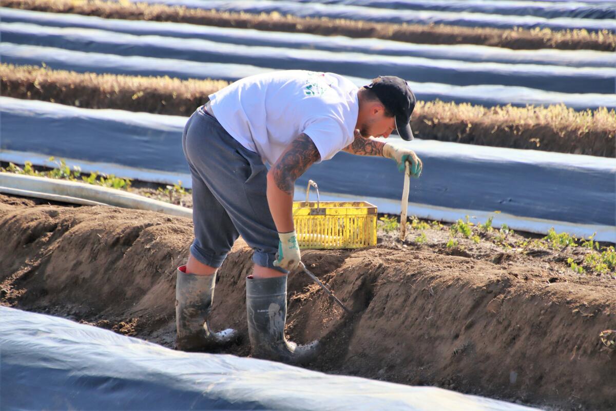 Wie hier im Flaachtal ist beim Stechen der Bleichspargeln viel Fingerspitzengefühl gefordert, damit die weisse Stange durch das Stechmesser nicht verlet...