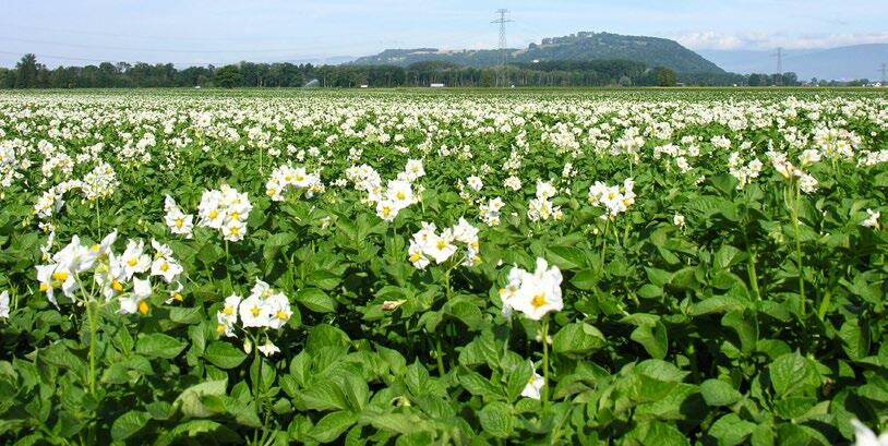Pommes de terre : Défanage naturel