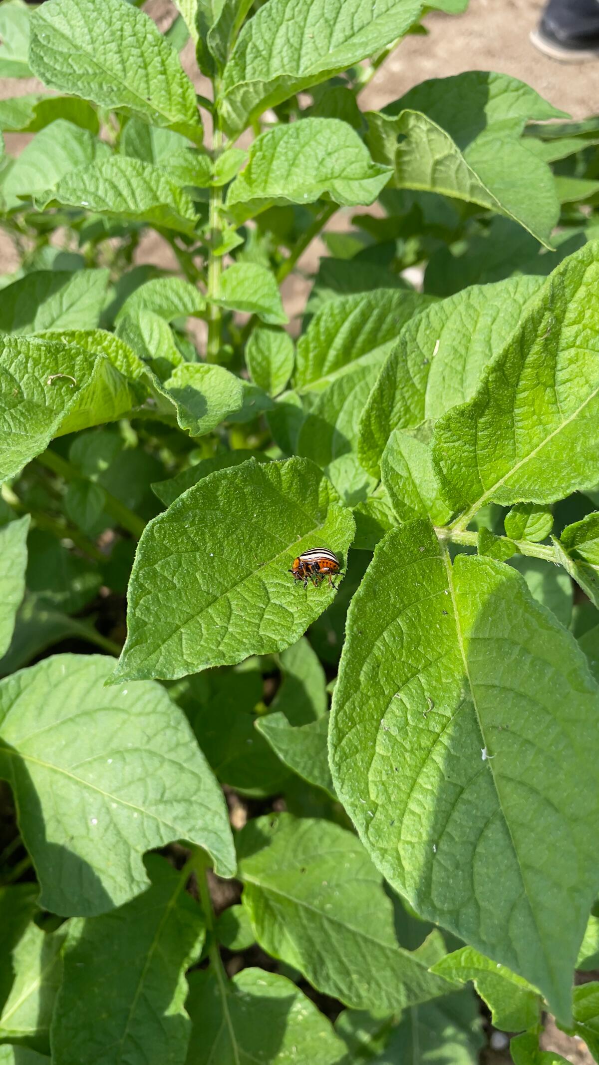 Die dritte Station war auf dem Kartoffelfeld, wo auch der anwesende Kartoffelkäfer ein Thema war.