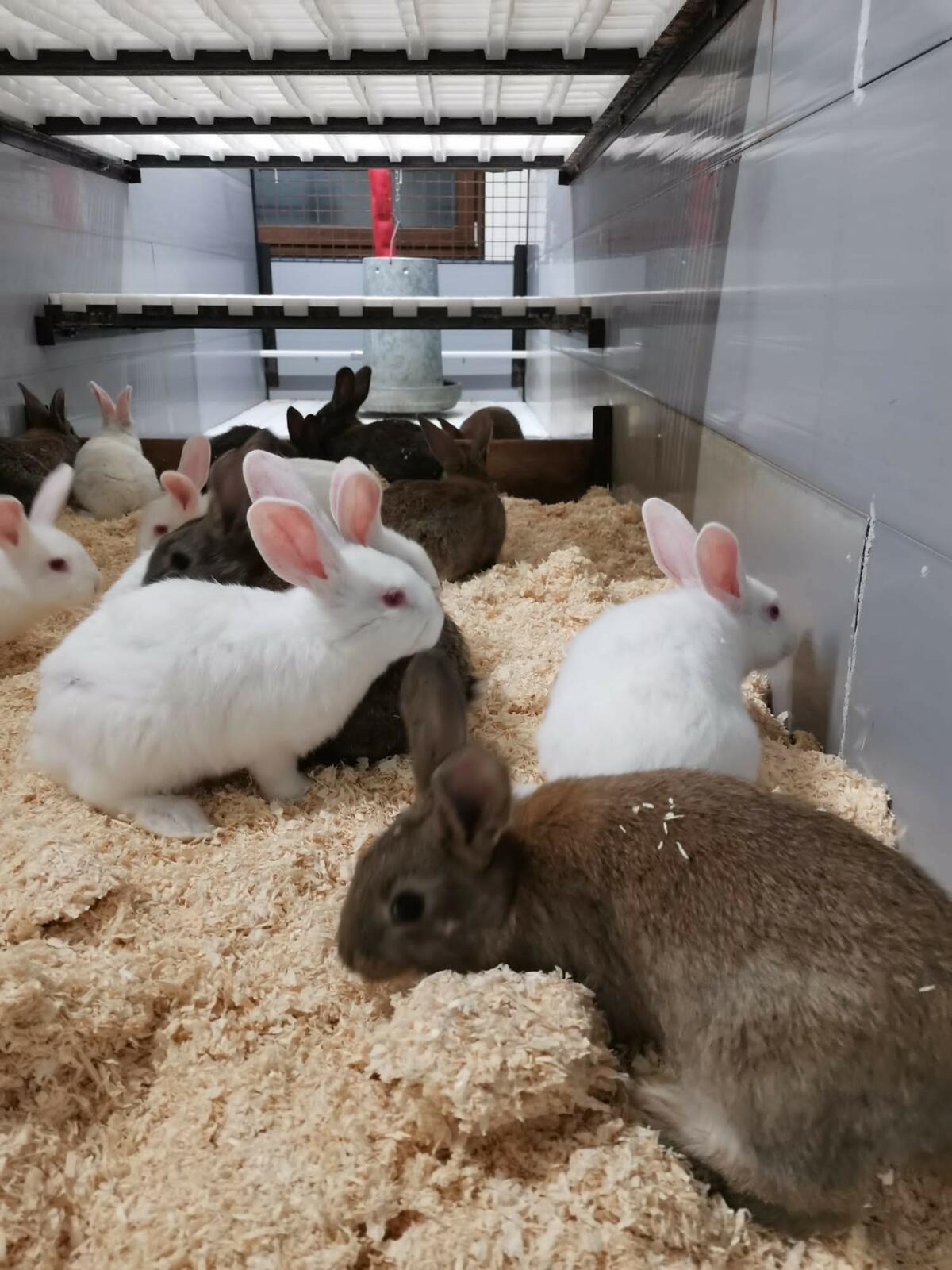 Comment contenir la pression de coccidies chez les lapins ?