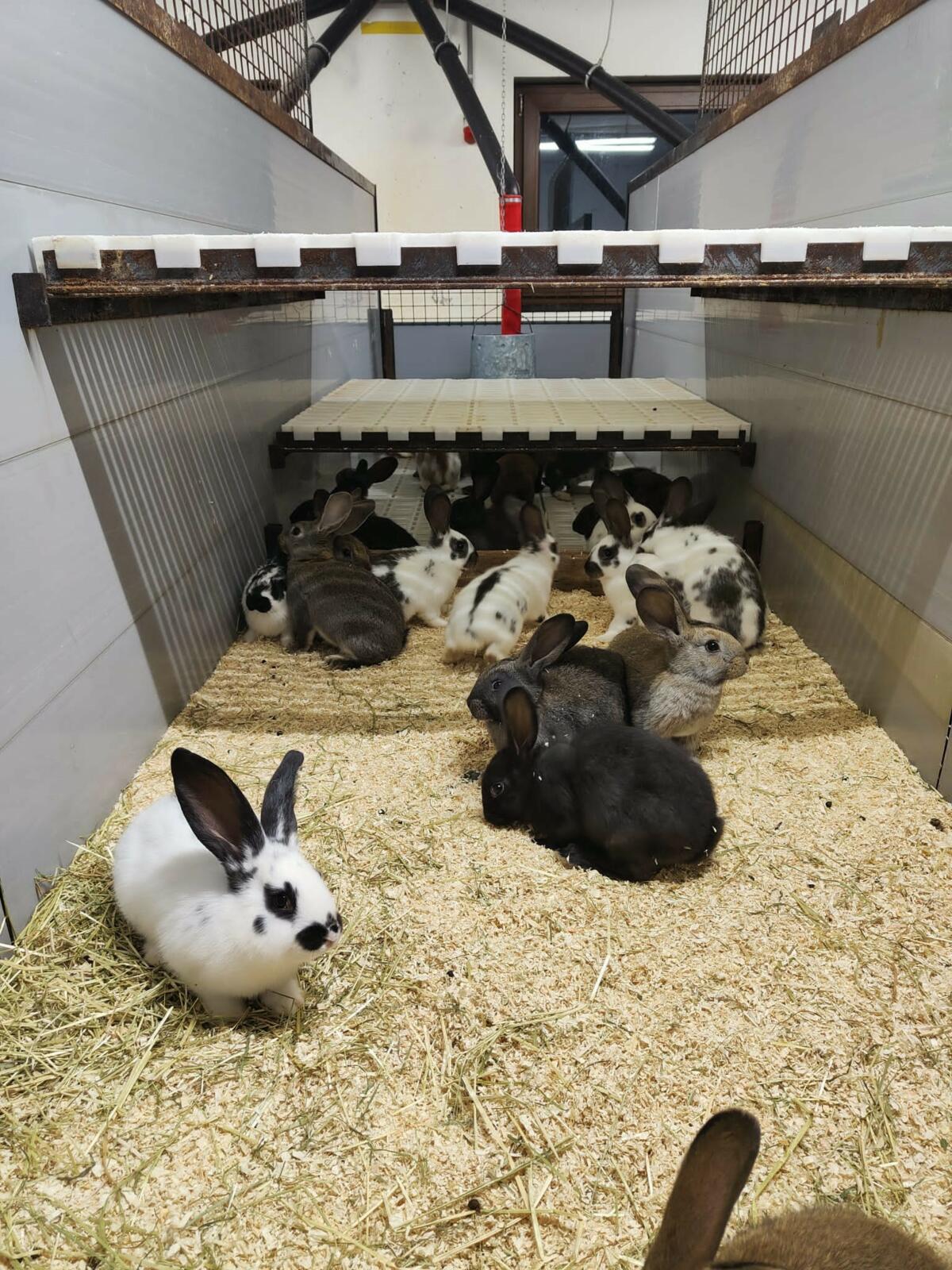 Wie halte ich den Kokzidiendruck im Kaninchenstall tief?