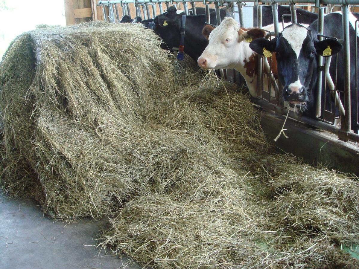 Zuckerreiches und sauberes Futter dank sonnigem Frühling