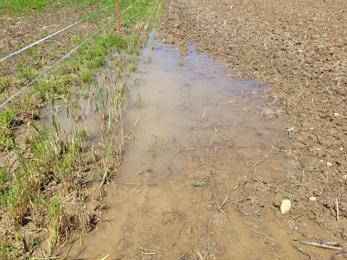 La forte pluie persistante a entraîné en 2024 des accumulations d'eau sur les champs à plusieurs endroits.