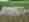 alt_text