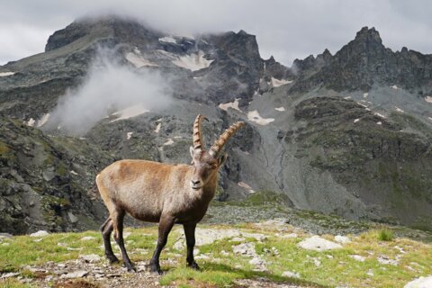 Steinbock_Pixabay