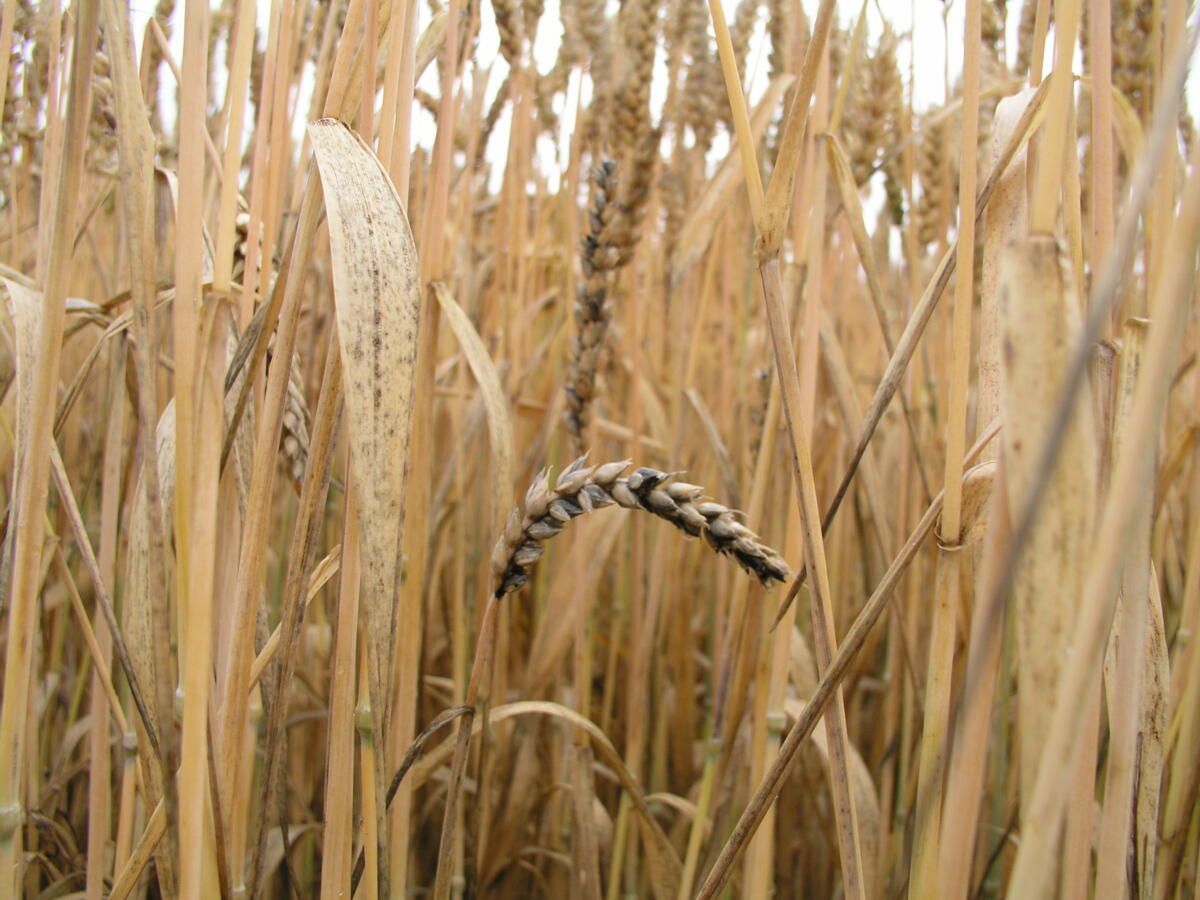 Symptome von Stinkbrand sind etwa ab der Blüte sichtbar.