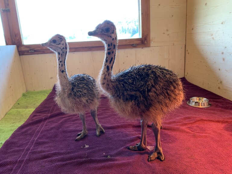 Straussenküken_3W_Bossert_D