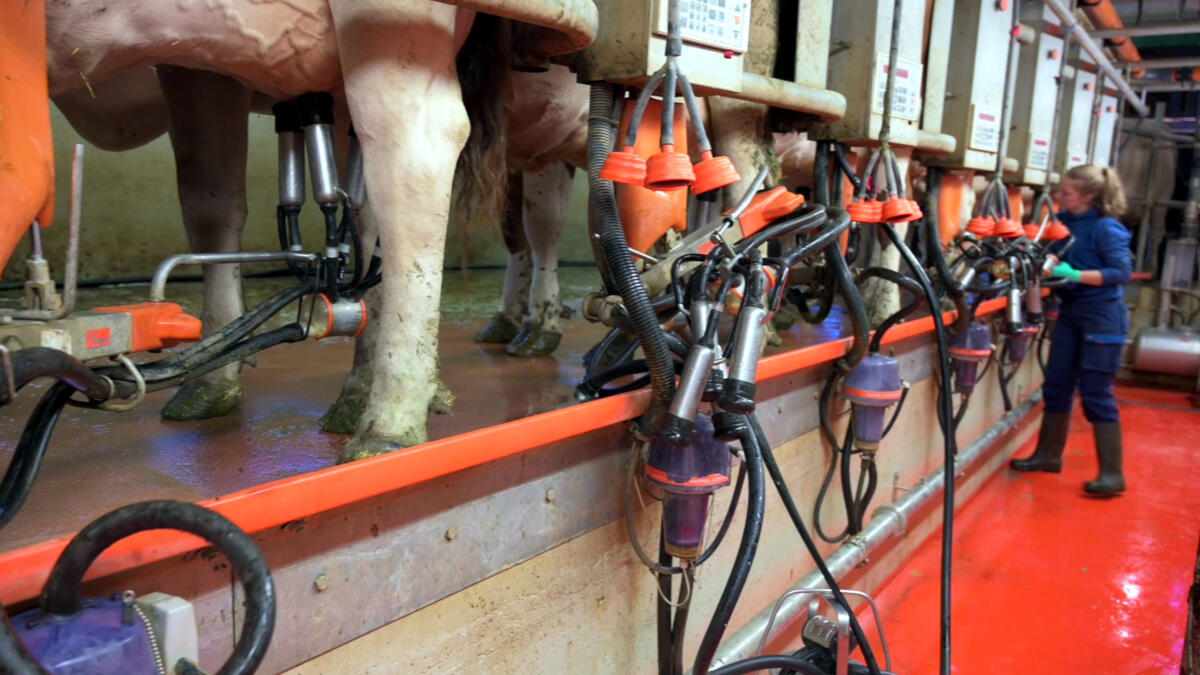 Les vaches et les courants vagabonds – Que faut-il savoir ?