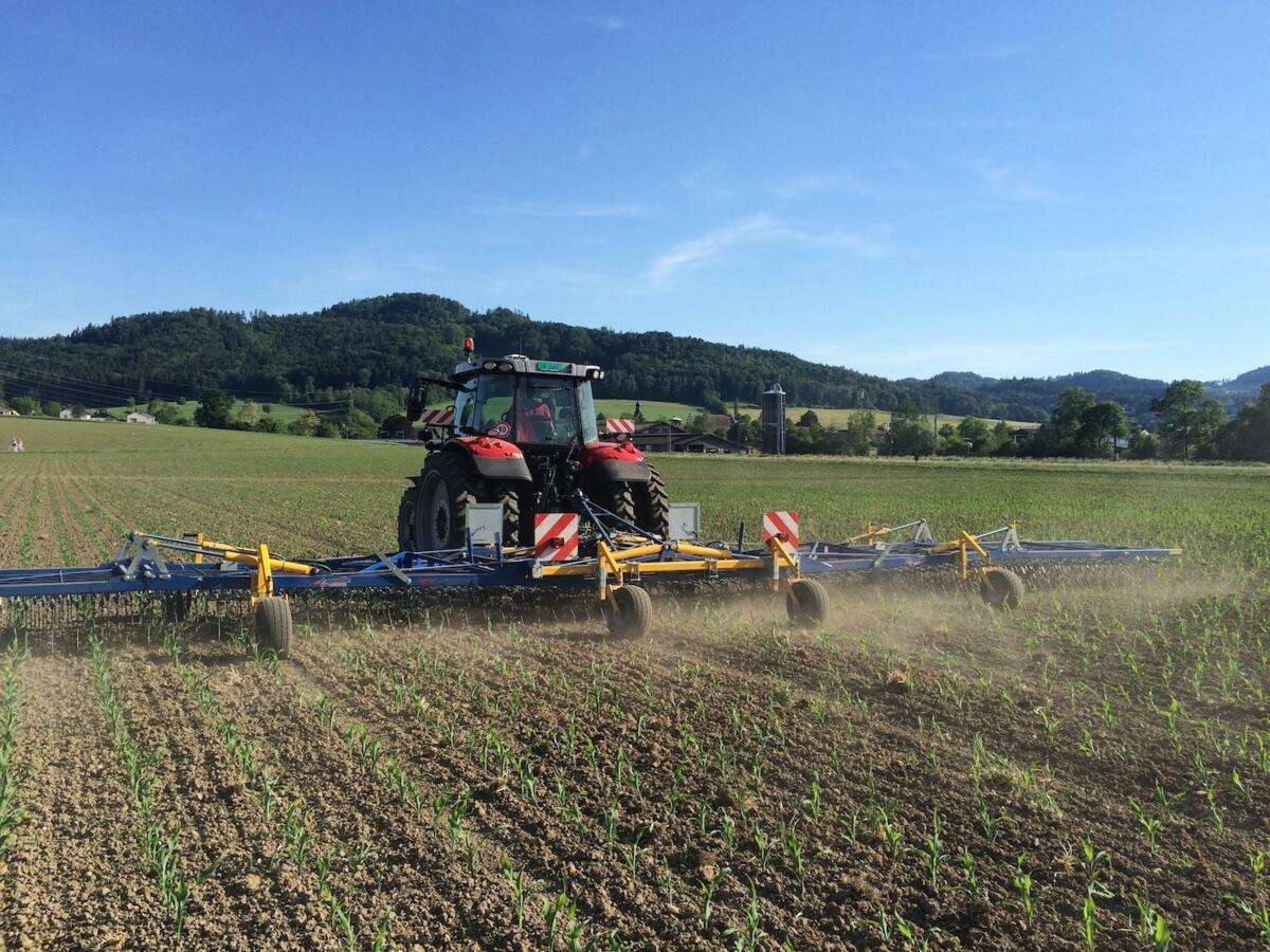 Die hohe Flächenleistung des Striegels und der Verzicht auf Herbizide bringen den höchsten Deckungsbeitrag.