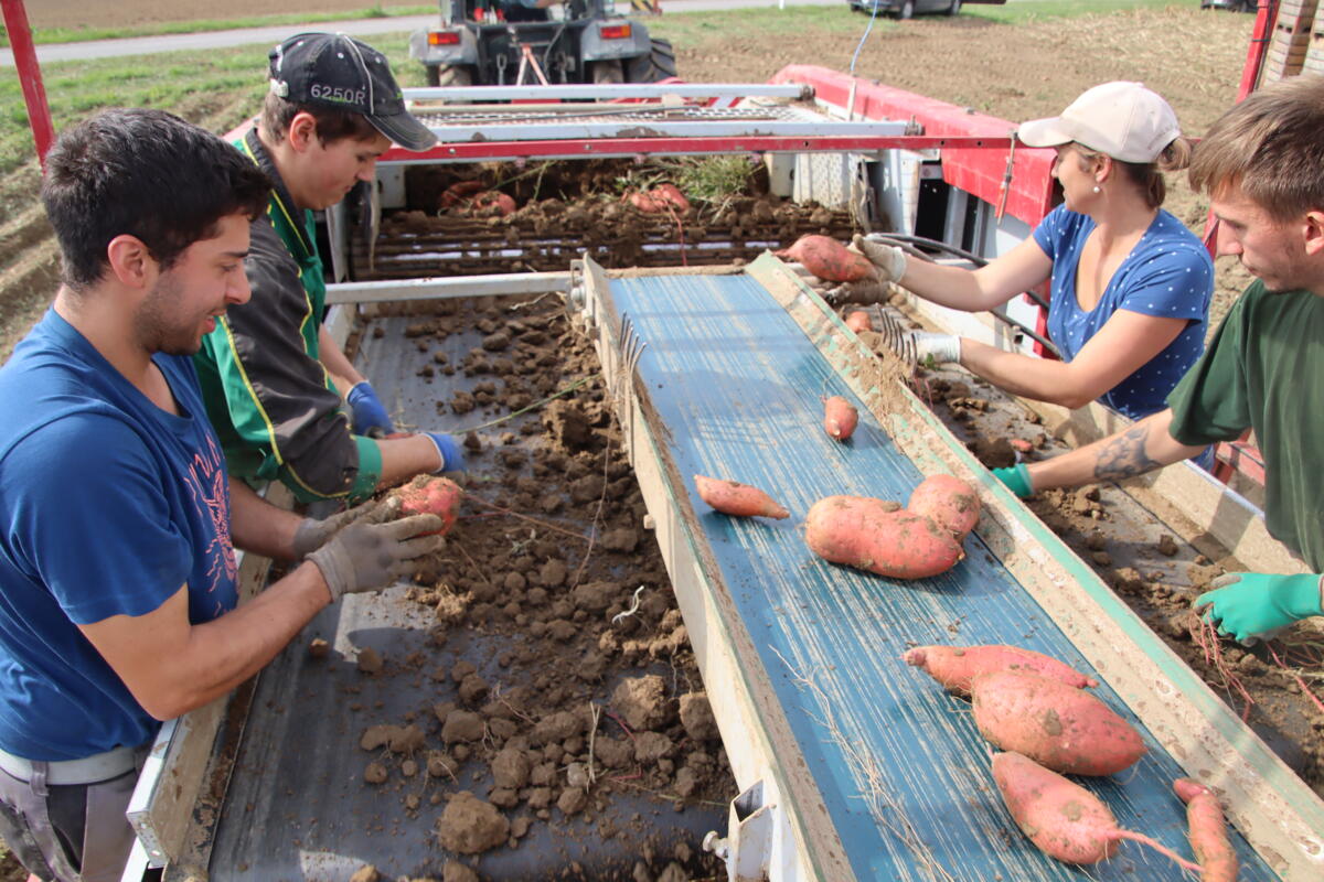 Auf dem Roder müssen die ans Tageslicht geförderten Süsskartoffeln aus der Erde herausgelesen werden.
