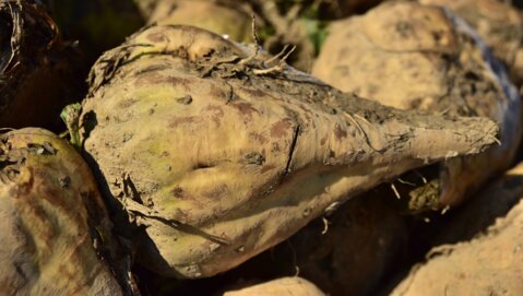 sugar-beet-3824016_1920_pixabay
