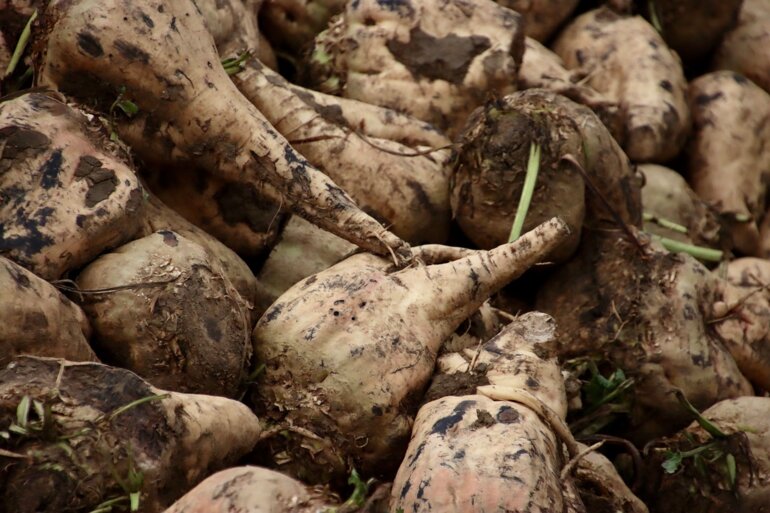 sugar-beets-6955881_1280