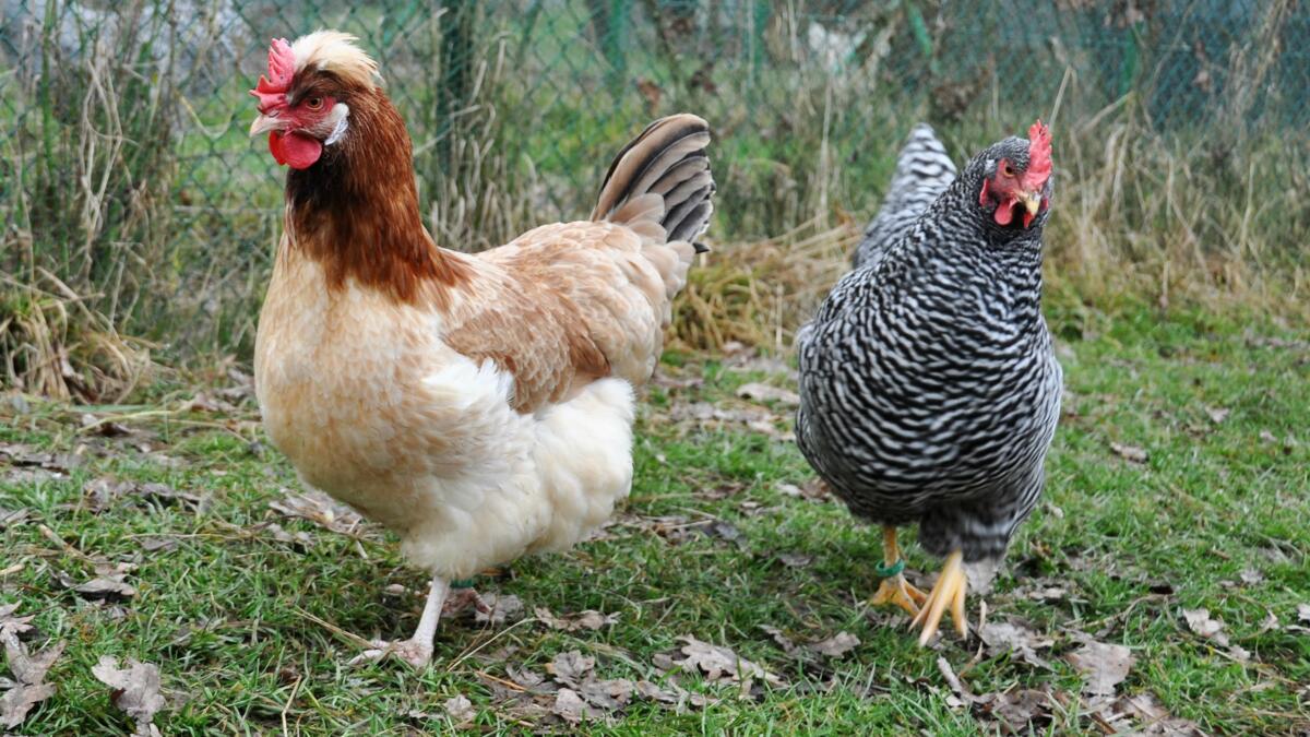 Une poule de la race Sulmtaler (à gauche) et Amrock.